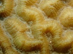 Pseudodiploria clivosa