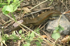 Eutropis trivittata