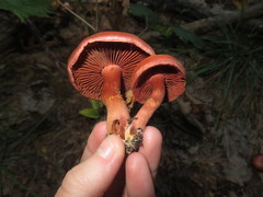 Cortinarius marylandensis