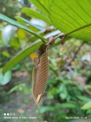 Shorea ovalis ovalis