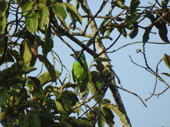 Psilopogon asiaticus