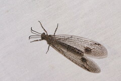 Glenoleon meteoricus