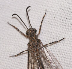 Glenoleon meteoricus