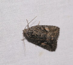 Condica aroana