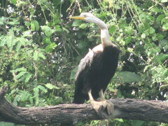 Anhinga melanogaster