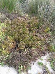 Serruria foeniculacea