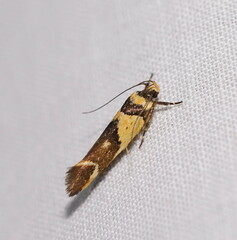 Macrobathra chrysotoxa