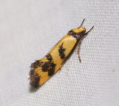 Olbonoma triptycha