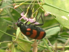 Hycleus biundulatus
