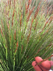 Elegia tectorum