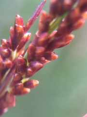 Elegia tectorum