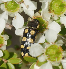 Castiarina decemmaculata