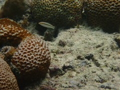 Halichoeres scapularis