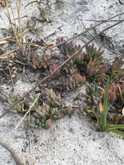 Lampranthus reptans
