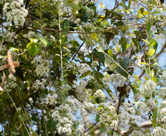 Tarlmounia elliptica