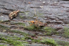 Image of Aedes fulvus
