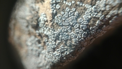 Acarospora cervina