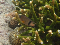 Plectroglyphidodon dickii