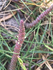 Salicornia perennis