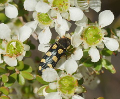 Castiarina decemmaculata