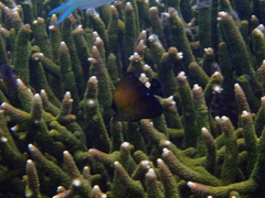 Zebrasoma scopas