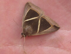 Chalciope mygdon