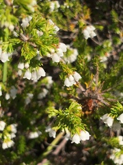 Erica subdivaricata