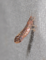 Anoeconeossa