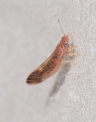 Anoeconeossa