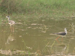 Himantopus himantopus