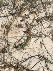 Lampranthus explanatus