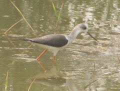 Himantopus himantopus