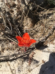 Haemanthus pubescens
