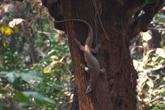Varanus bengalensis