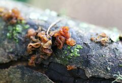 Phaeotremella fimbriata