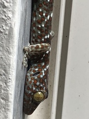 Gekko gecko
