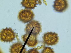 Fossombronia pusilla