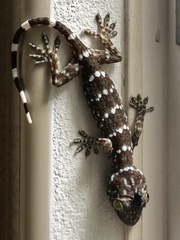 Gekko gecko