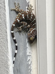 Gekko gecko