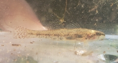 Etheostoma proeliare