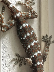 Gekko gecko