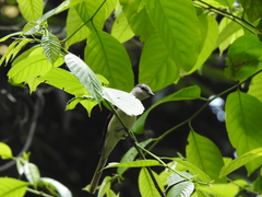 Pericrocotus cantonensis