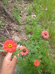 Zinnia peruviana