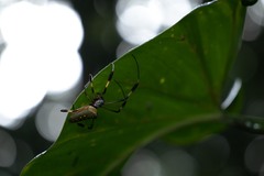 Trichonephila clavipes