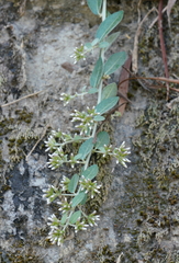 Tarlmounia elliptica