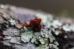 Phaeotremella fimbriata