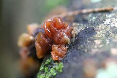 Phaeotremella fimbriata