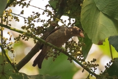 Passer domesticus