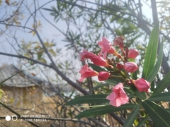 Nerium oleander