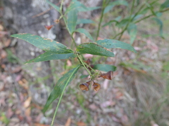 Daviesia corymbosa